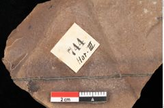 Foto (Detailansicht) von Quercus palaeoilex Ettingshausen (NHMW-GEO-2024-0188-0744)